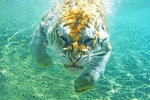 Underwater-Tiger.jpg