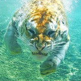 Underwater-Tiger